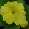 Primula Auricula Paradise Yellow - Abriachan Nurseries